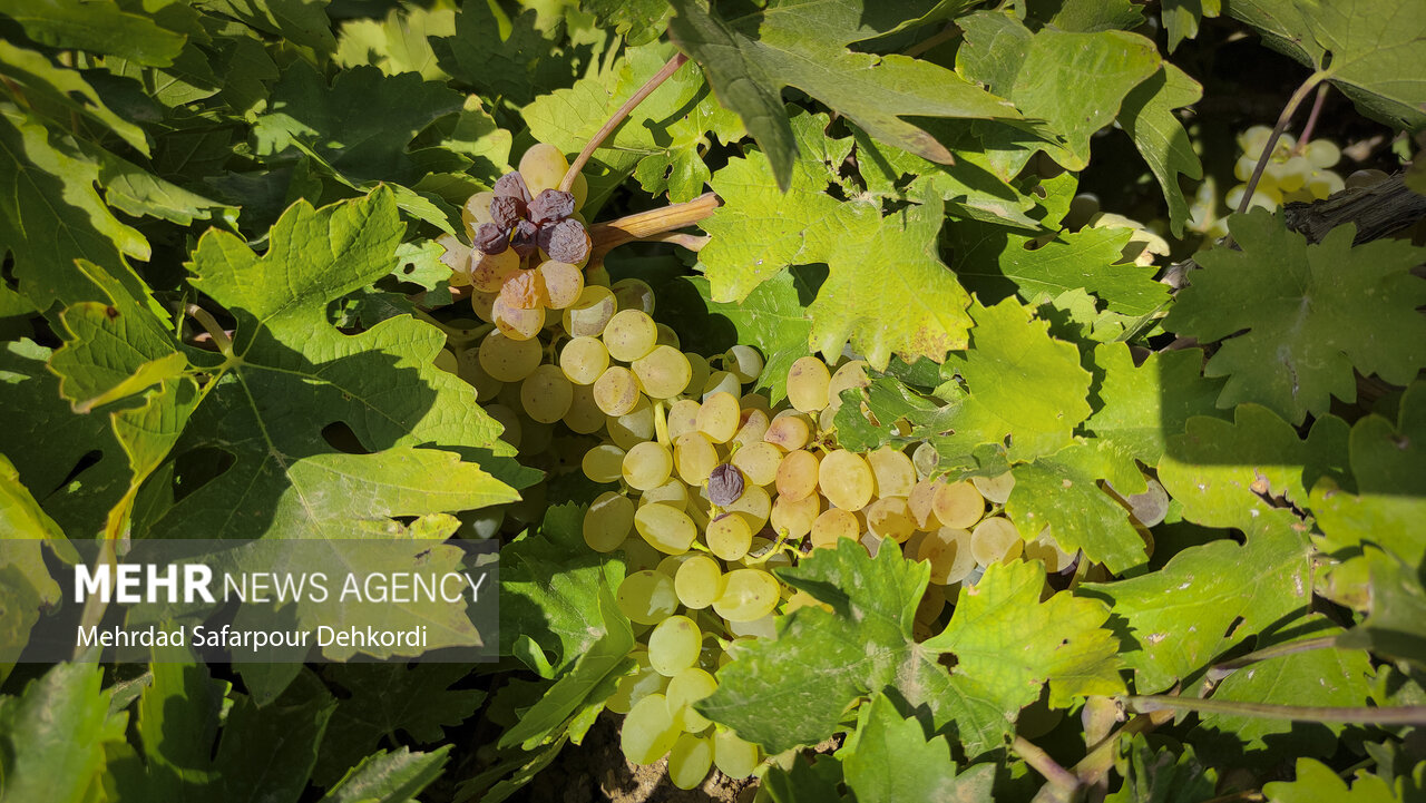 کشمش خلیلآباد؛ سرمایهای ملی زیر سایه خشکسالی و بیثباتی بازار