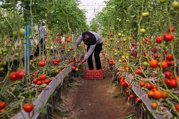 توسعه کشت‌های گلخانه‌ای در استان بوشهر/ محصول سالم تولید شود