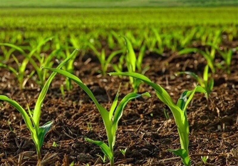 اجرای طرح جهش تولید در ۴ هزار هکتار از دیمزارهای شهرستان دهلران