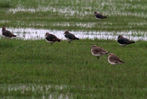 چوکام در مسیر توسعه/ روستانشینانی که شهرنشین شدند
