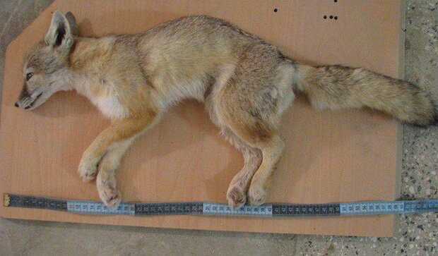 تحویل یک قلاده روباه توسط تهرانی‌ها به محیط زیست 