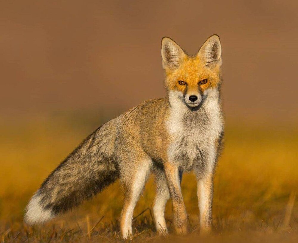 روباه ترکمنی گرفتار مکر انسان ها/ کرشمه های کُرساک خاطره می شود
