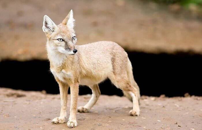 گرگان- فعالیت های مخرب بشری در مراتع شمالی گلستان سبب کاهش جمعیت روباه...