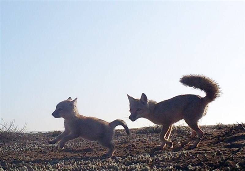 روباه ترکمنی گرفتار مکر انسان ها/ کرشمه های کُرساک خاطره می شود