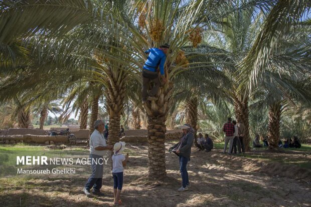 جشنواره گردشگری نخل و خرما در طرود(جنوب شهرستان شاهرود) برگزار شد.