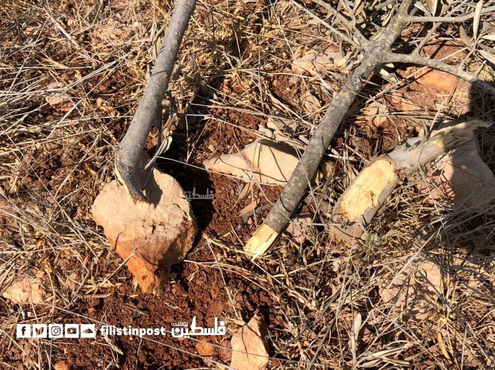 زخمی شدن ۴فلسطینی در کرانه باختری/حمله صهیونیست‌ها به باغات زیتون