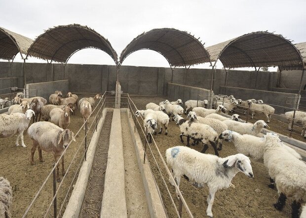 پرداخت ۱۶۴ میلیارد تومان تسهیلات به بهره‌برداران دام و طیور بوشهر