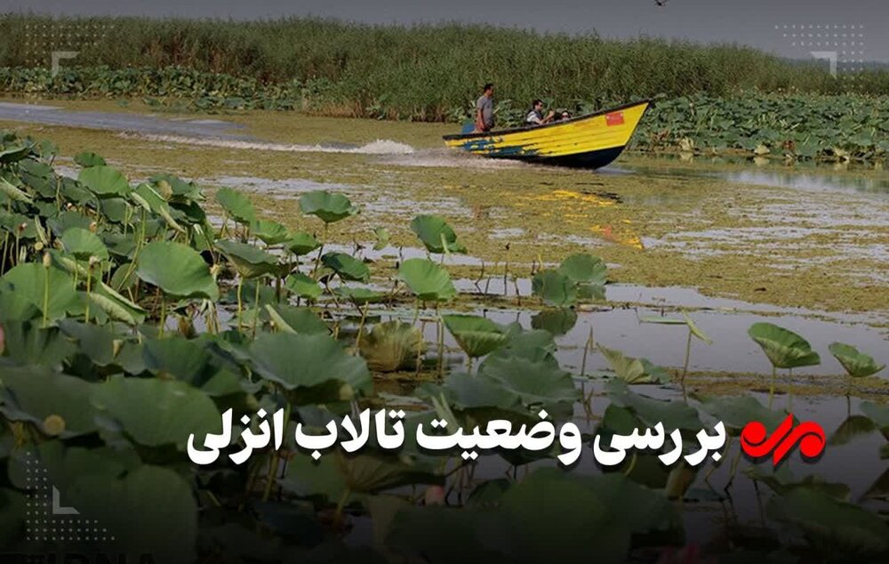 تالاب انزلی در آستانه فروپاشی اکولوژیک؛ زخمهای عمیق بر تن یک زیستبوم تالاب انزلی در آستانه فروپاشی اکولوژیک؛ زخمهای عمیق بر تن یک زیستبوم