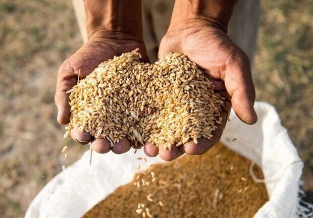 تولید ۱۵ هزار تن بذر در مزارع مادری استان بوشهر برنامه‌ریزی  شد 