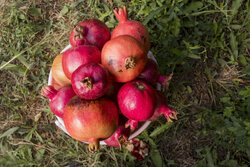 Pomegranate, fig festival in NW Iran