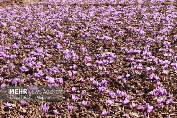 Iran exporting saffron to 65 countries in world: official