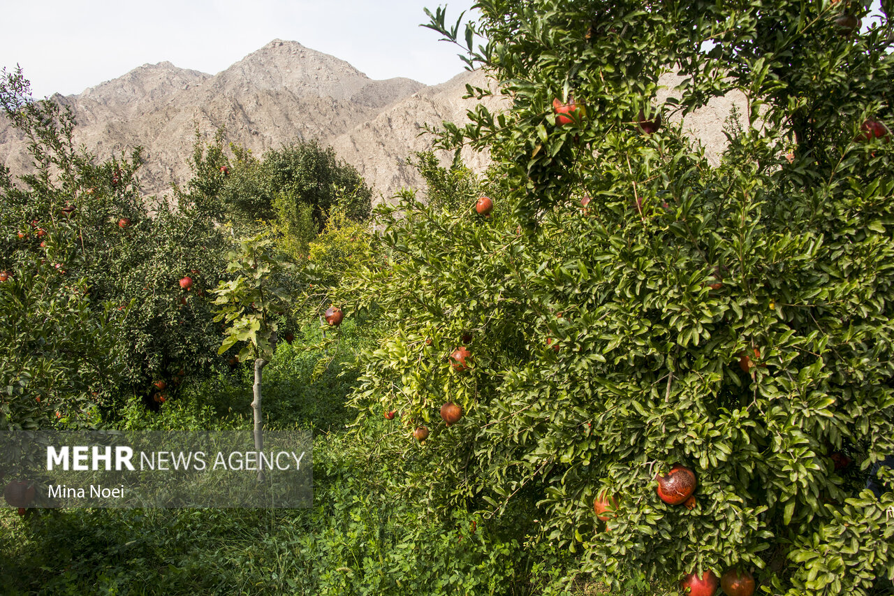 جلفا قطب تولید انار و انجیر در آذربایجان شرقی/رونق کشت گلخانه ای