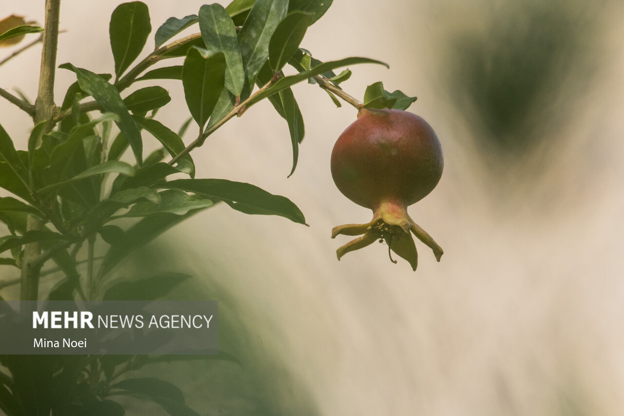 جلفا قطب تولید انار و انجیر در آذربایجان شرقی/رونق کشت گلخانه ای