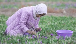 بزرگترین تشکل زعفران‌کاران ایران در تربت حیدریه راه‌اندازی شد