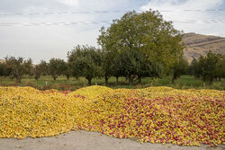 Apple harvest in orchards of West Azarbaijan Province