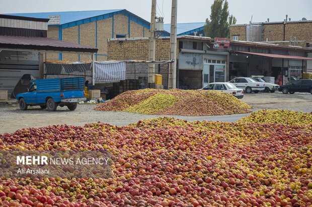 افت و خیز سیب صنعتی در آذربایجان غربی/ چرخه تولید کامل نیست