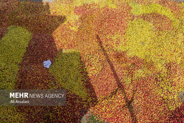 Apple harvest in orchards of West Azerbaijan Province
