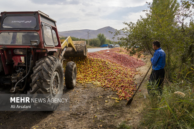 Apple harvest in orchards of West Azerbaijan Province