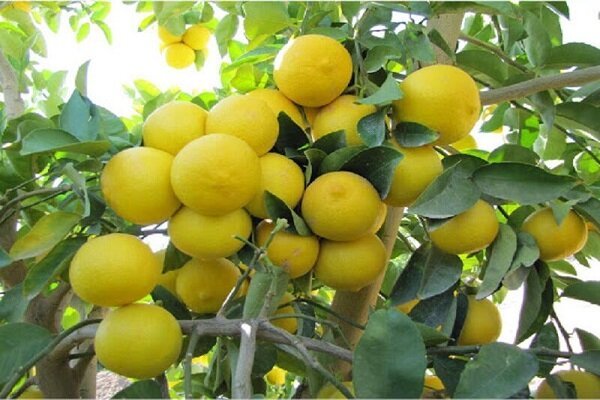 ۱۷۰۰ تن لیمو شیرین از باغات کرمانشاه برداشت می‌شود