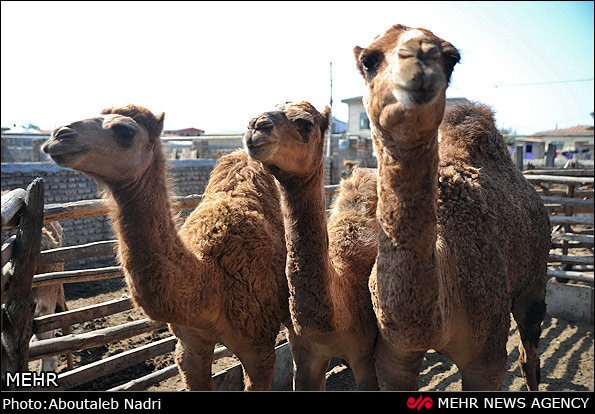 دشت های ترکمن صحرا پیشگام در تولید/ شترداران نیازمند حمایت هستند