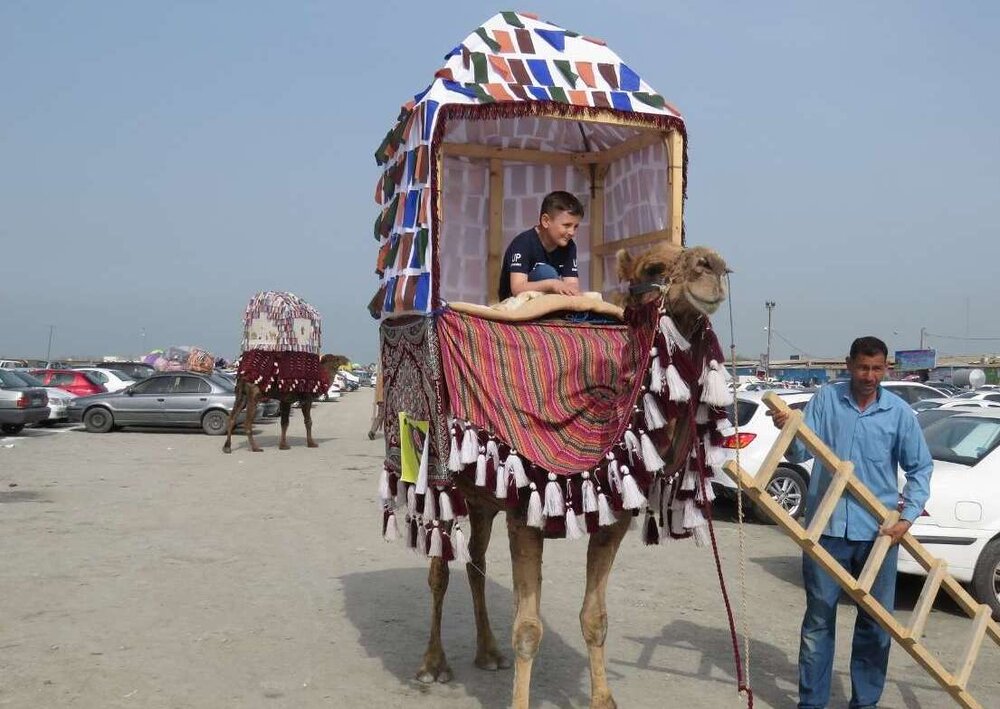 «پرورش شتر» کم هزینه با سود بالا/ صنایع تبدیلی در گلستان نداریم