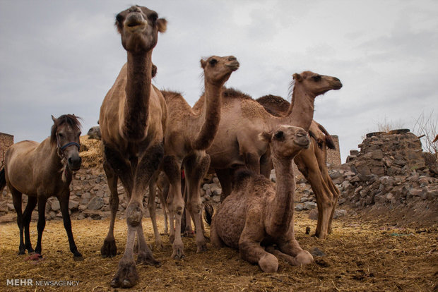 دشت های ترکمن صحرا پیشگام در تولید/ شترداران نیازمند حمایت هستند