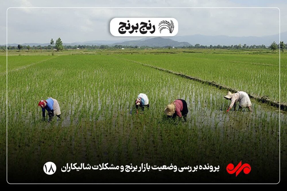 شالیکار غم نان دارد و دلال غم مال/ناترازی هزینه و درآمد جبران شود ...