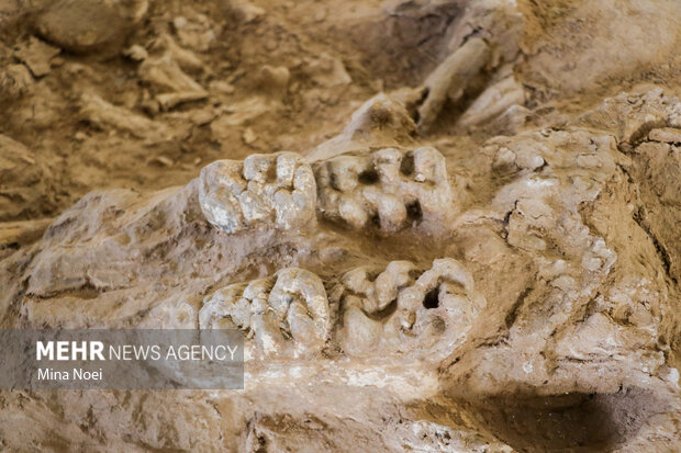 نگین فسیل شناسی ایران