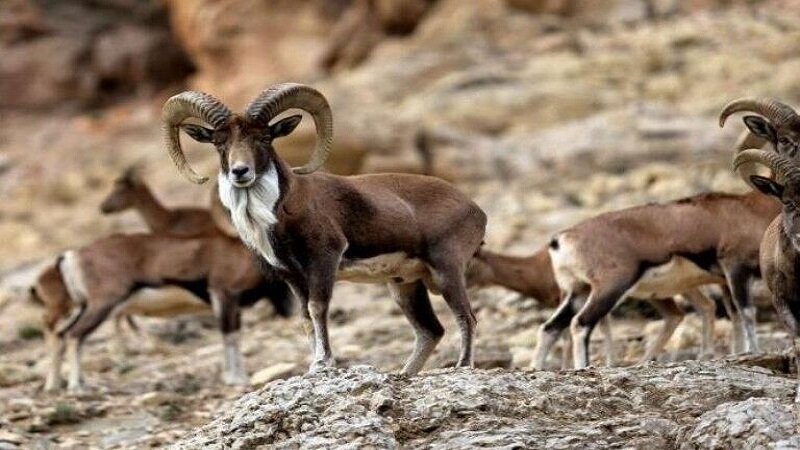 چهارباغ دریچه ای به جاذبه های ناتمام/ رویت قوچ و میش خاطره می شود