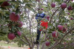 سالانه ۴۵ هزار تن سیب از باغات شهرستان دنا برداشت می‌شود