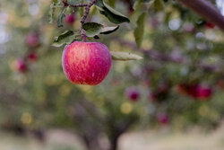 فرصت ۲ ماهه صادرات ۴۵۰ هزار تن سیب آذربایجان غربی/ سیب‌ها روی دست باغداران می ماند؟