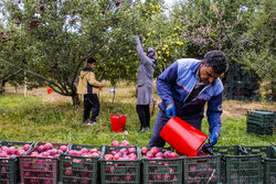 تهیه نقشه جامع سیب آذربایجان غربی/ لزوم برندسازی برای صادرات