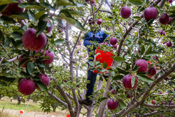 پیش بینی تولید۱.۲میلیون تن سیب در آذربایجان غربی/افزایش۷درصدی سیب