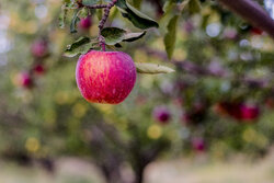 ۲۰۰ تن سیب درختی در سردخانه رودان ذخیره سازی شد