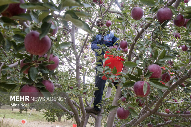 سالانه ۴۵ هزار تن سیب از باغات شهرستان دنا برداشت می‌شود