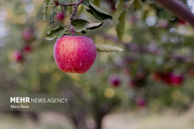 فرصت ۲ ماهه صادرات ۴۵۰ هزار تن سیب آذربایجان غربی