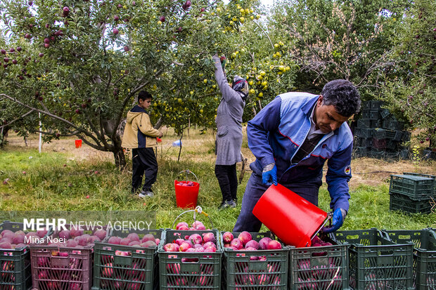 سیب آذربایجان غربی رکورد زد/قطب سیب ایران پشت سد صادرات
