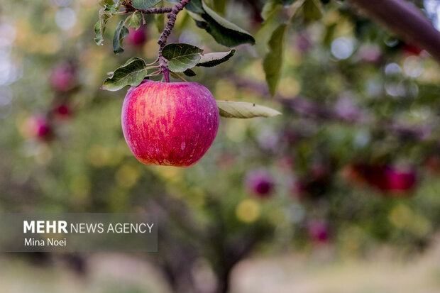 برداشت سیب درختی پاییزه از باغات مراغه 3