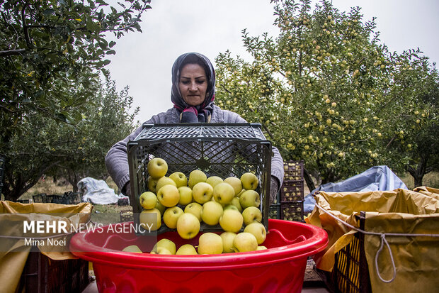قطب سیب ایران چشمانتظار بازار؛ امسال گره صادرات باز می شود؟