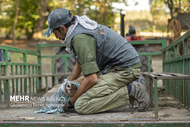  زنده گیری ۶ راس گوزن زرد ایرانی