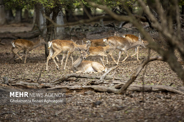 نظارت در زیستگاههای حیات وحش آذربایجان غربی تشدید می شود نظارت در زیستگاههای حیات وحش آذربایجان غربی تشدید می شود