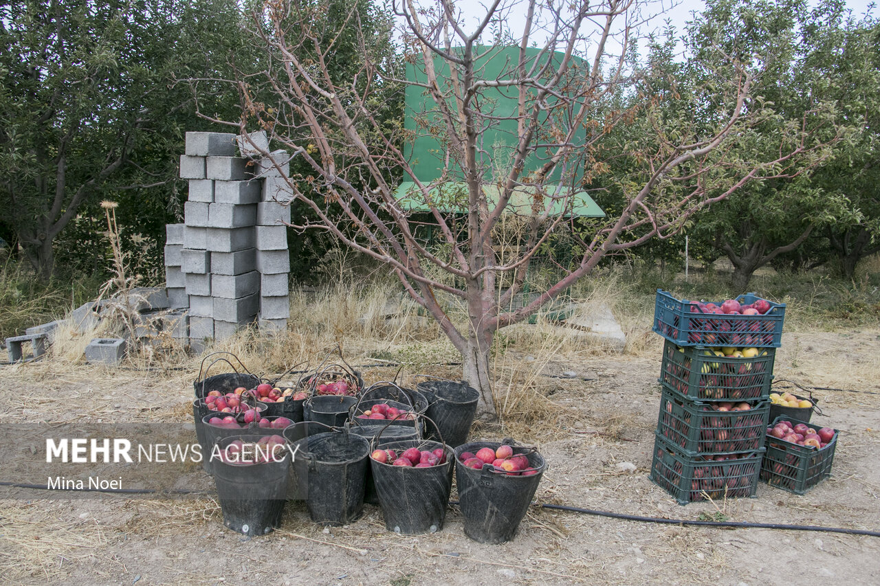 برداشت پربار پاییزی؛ سیبهای بروجرد آماده عرضه به بازار