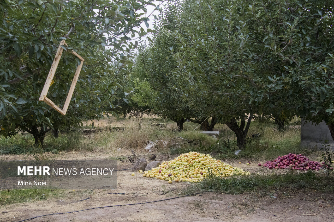 بازار سیب صنعتی آذربایجان غربی ساماندهی شود؛ خرید ۴۰ هزار تن محصول