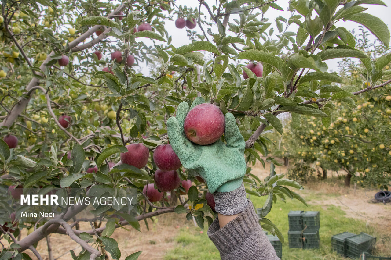 برداشت پربار پاییزی؛ سیبهای بروجرد آماده عرضه به بازار