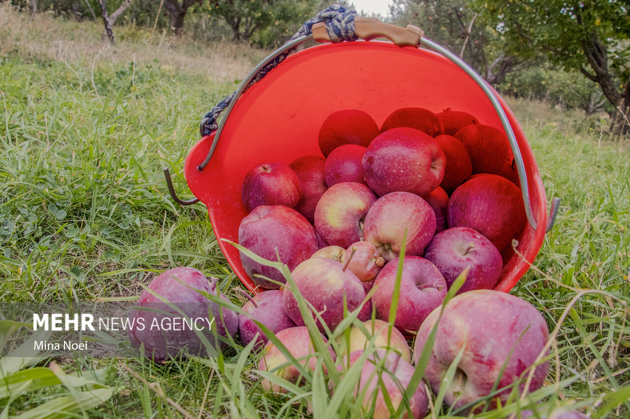 برداشت پربار پاییزی؛ سیبهای بروجرد آماده عرضه به بازار