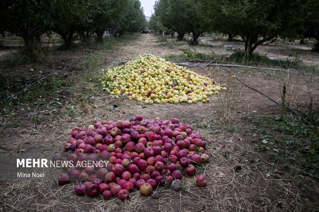 فرصت ۲ ماهه صادرات ۴۵۰ هزار تن سیب آذربایجان غربی