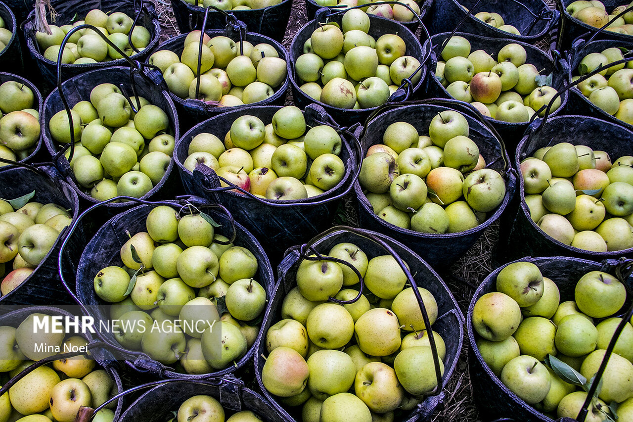 آذربایجان غربی ۴۰ درصد سهم صادرات سیب کشور را دارد