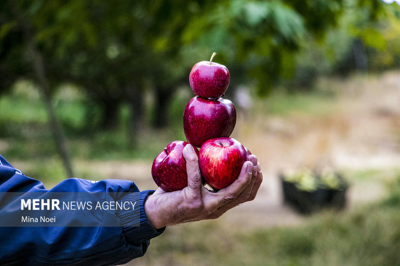 فرصت ۲ ماهه صادرات ۴۵۰ هزار تن سیب آذربایجان غربی