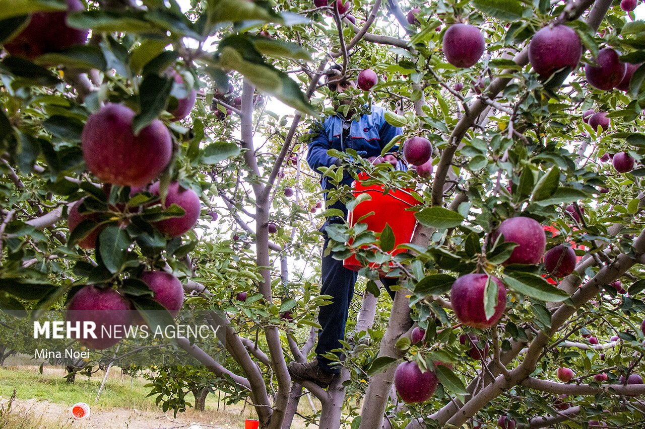 فرصت ۲ ماهه صادرات ۴۵۰ هزار تن سیب آذربایجان غربی