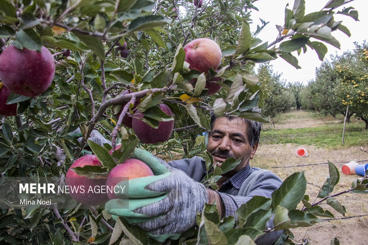 سیب؛ ثروتی که در جیب باغدار آب می رود!